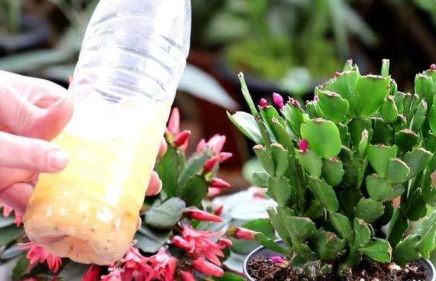 Cây cảnh sợ nhất 2 loại "nước thối rễ" quen thuộc mà nhiều người tưới cây hàng ngày - Ảnh 4.