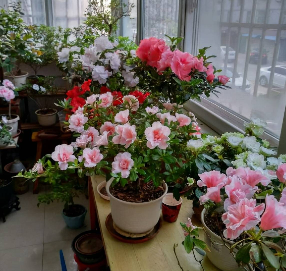 Cứu cây cảnh khỏi vàng lá, thối rễ bằng việc... cắm 1 chiếc đũa - Ảnh 1.