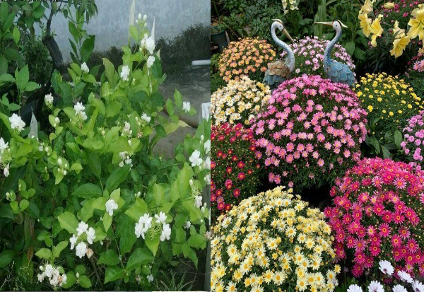 4 cây cảnh muốn nở hoa phải "cạo đầu", càng mạnh tay càng rực rỡ - Ảnh 1.