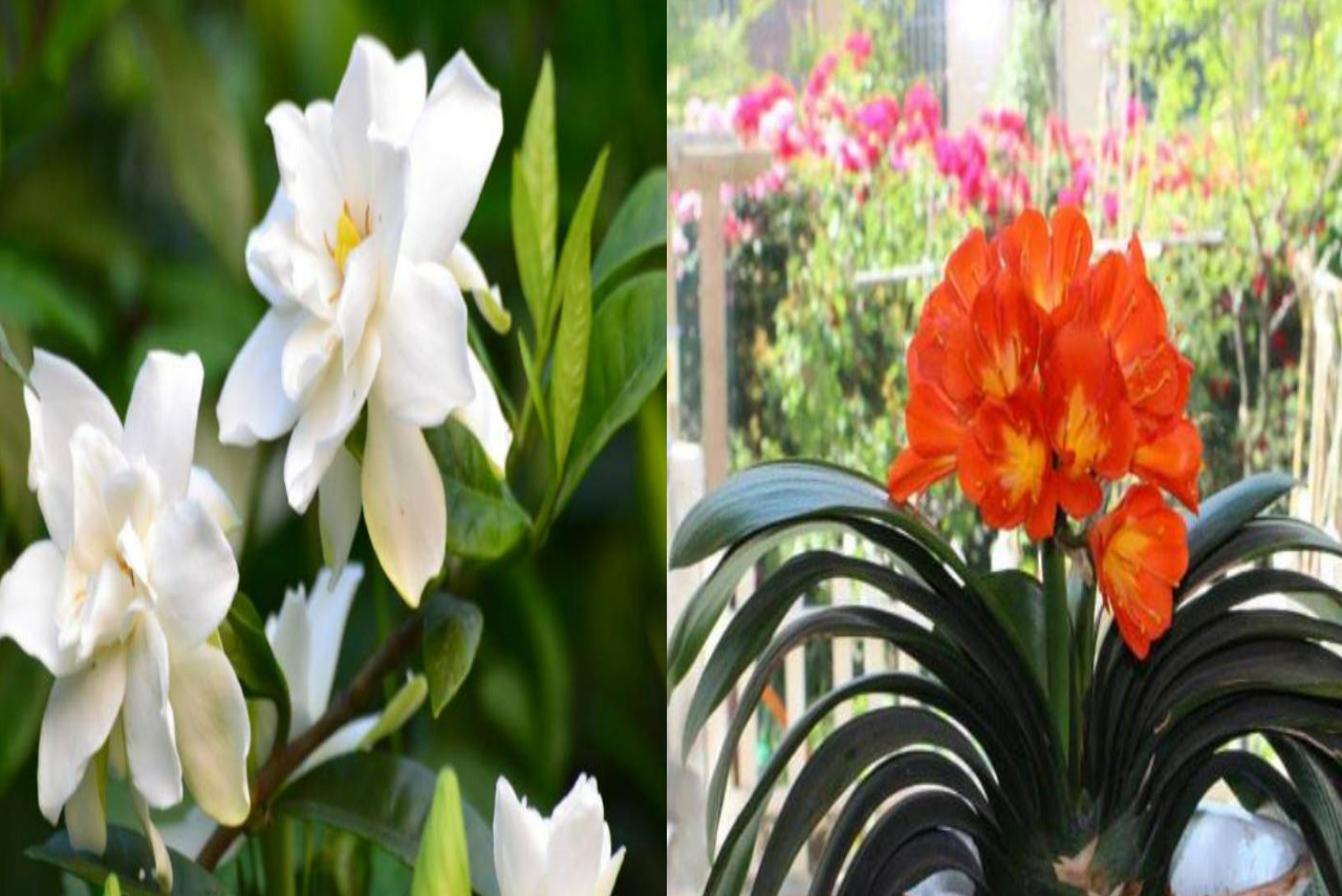 5 cây cảnh là mê bia rượu, mỗi tuần "uống" 1 ly, lá xanh mướt, hoa càng nở càng đẹp - Ảnh 1.