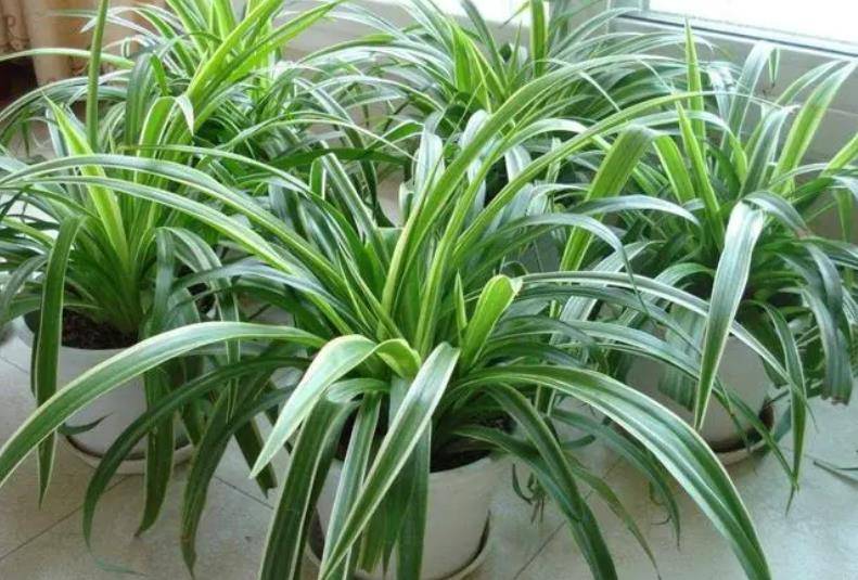 5 cây cảnh là mê bia rượu, mỗi tuần "uống" 1 ly, lá xanh mướt, hoa càng nở càng đẹp - Ảnh 2.