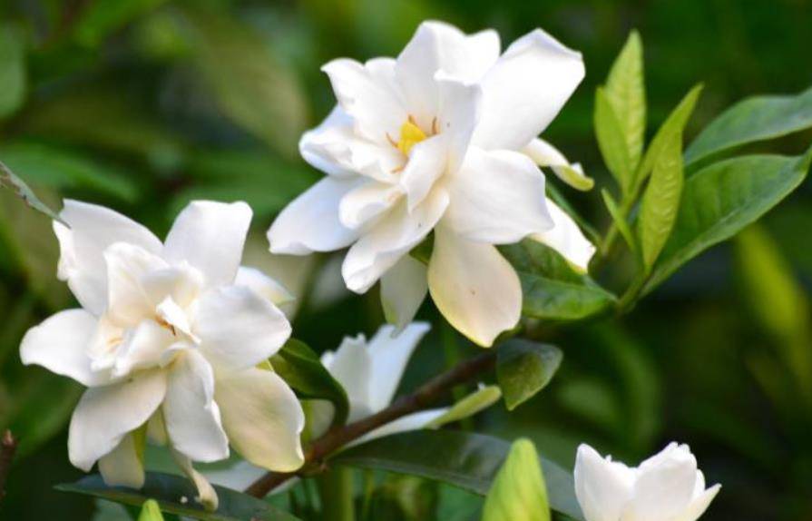 5 cây cảnh là mê bia rượu, mỗi tuần "uống" 1 ly, lá xanh mướt, hoa càng nở càng đẹp - Ảnh 4.