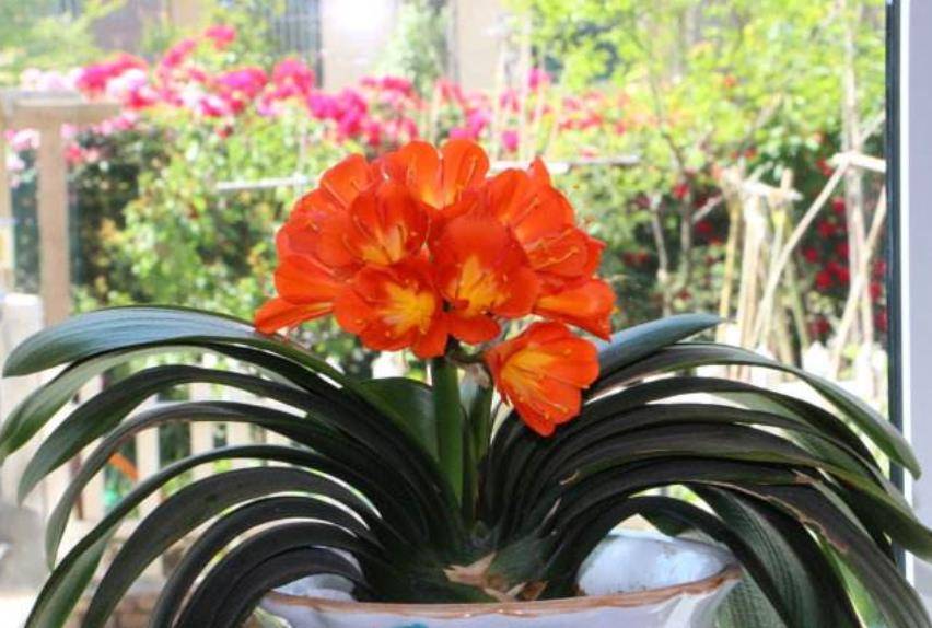 5 cây cảnh là mê bia rượu, mỗi tuần "uống" 1 ly, lá xanh mướt, hoa càng nở càng đẹp - Ảnh 5.