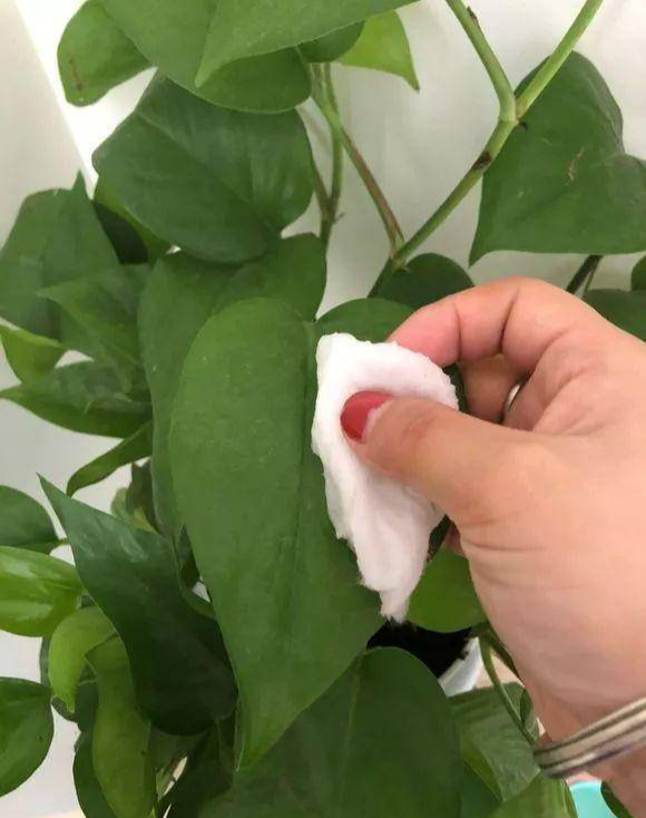 5 cây cảnh là mê bia rượu, mỗi tuần "uống" 1 ly, lá xanh mướt, hoa càng nở càng đẹp - Ảnh 6.