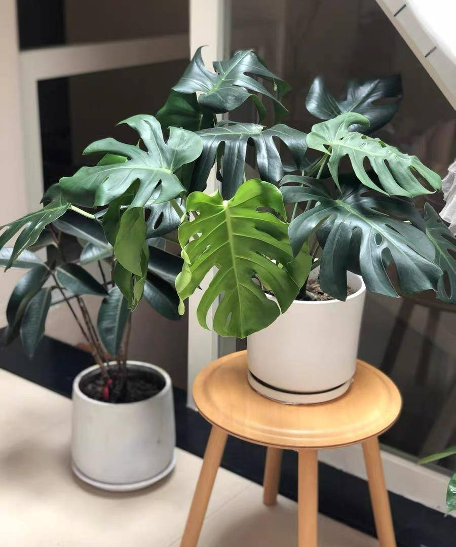 Đầu xuân, học cách bón phân cho cây cảnh đúng cách, giúp cây nở hoa trĩu trịt - Ảnh 5.