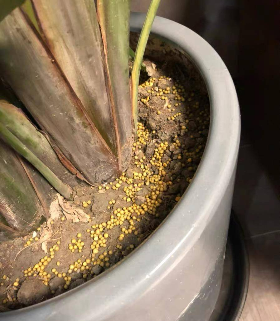 Đầu xuân, học cách bón phân cho cây cảnh đúng cách, giúp cây nở hoa trĩu trịt - Ảnh 4.