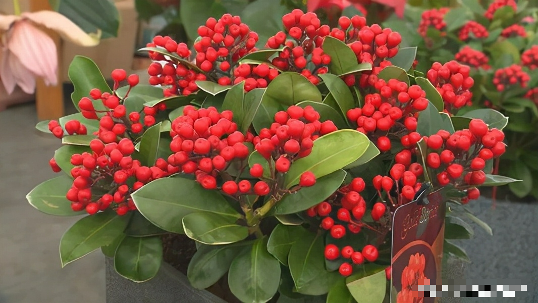 Đầu xuân, học cách bón phân cho cây cảnh đúng cách, giúp cây nở hoa trĩu trịt - Ảnh 2.