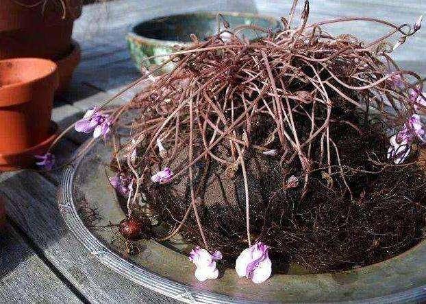9 hiện tượng báo hiệu gia đình có sự thay đổi: 5 điềm lành, 4 hung tin - Ảnh 4. 9 hiện tượng báo hiệu gia đình có sự thay đổi: 5 điềm lành, 4 hung tin - Ảnh 4.