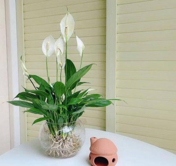 5 cây cảnh trồng được trong nước, không phải chăm cũng lớn như thổi, lá xanh hoa thắm - Ảnh 3.
