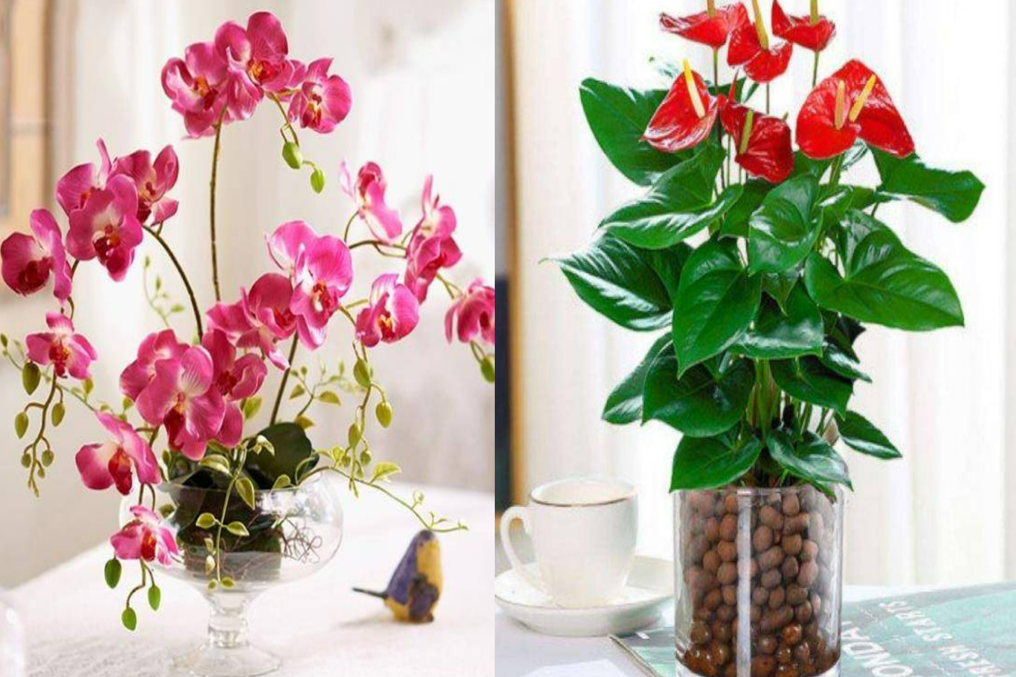 5 cây cảnh trồng được trong nước, không phải chăm cũng lớn như thổi, lá xanh hoa thắm - Ảnh 1.