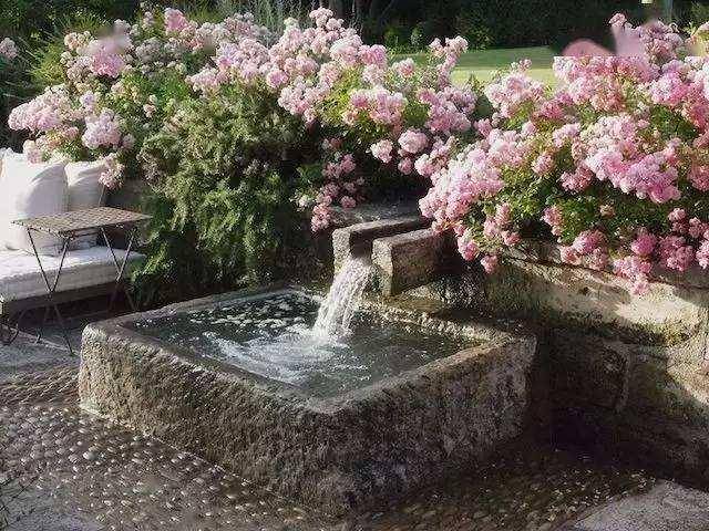 6 cây cảnh tuổi thọ rất cao, càng già càng có giá, hoa lộng lẫy, hút tài, đón lộc  - Ảnh 2.