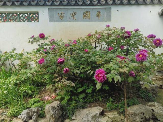 6 cây cảnh tuổi thọ rất cao, càng già càng có giá, hoa lộng lẫy, hút tài, đón lộc  - Ảnh 3.