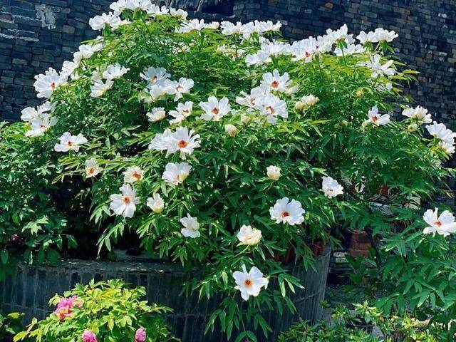 6 cây cảnh tuổi thọ rất cao, càng già càng có giá, hoa lộng lẫy, hút tài, đón lộc  - Ảnh 4.