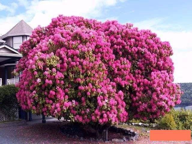 6 cây cảnh tuổi thọ rất cao, càng già càng có giá, hoa lộng lẫy, hút tài, đón lộc  - Ảnh 5.