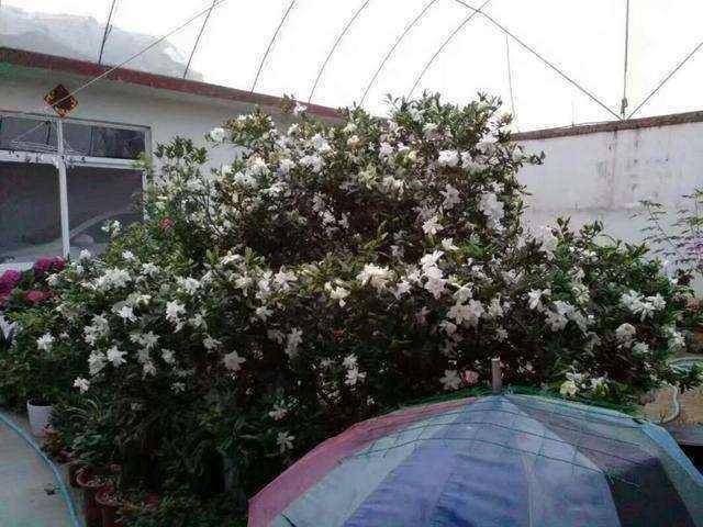 6 cây cảnh tuổi thọ rất cao, càng già càng có giá, hoa lộng lẫy, hút tài, đón lộc  - Ảnh 8.