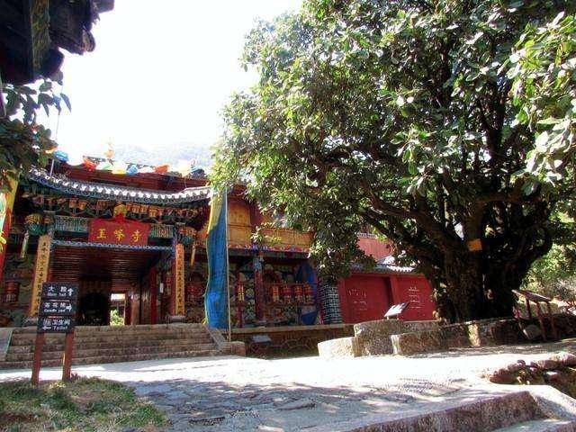 6 cây cảnh tuổi thọ rất cao, càng già càng có giá, hoa lộng lẫy, hút tài, đón lộc  - Ảnh 11.