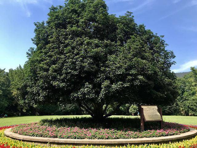 6 cây cảnh tuổi thọ rất cao, càng già càng có giá, hoa lộng lẫy, hút tài, đón lộc  - Ảnh 13.