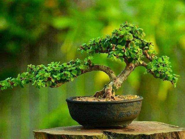 6 cây cảnh tuổi thọ rất cao, càng già càng có giá, hoa lộng lẫy, hút tài, đón lộc  - Ảnh 15.