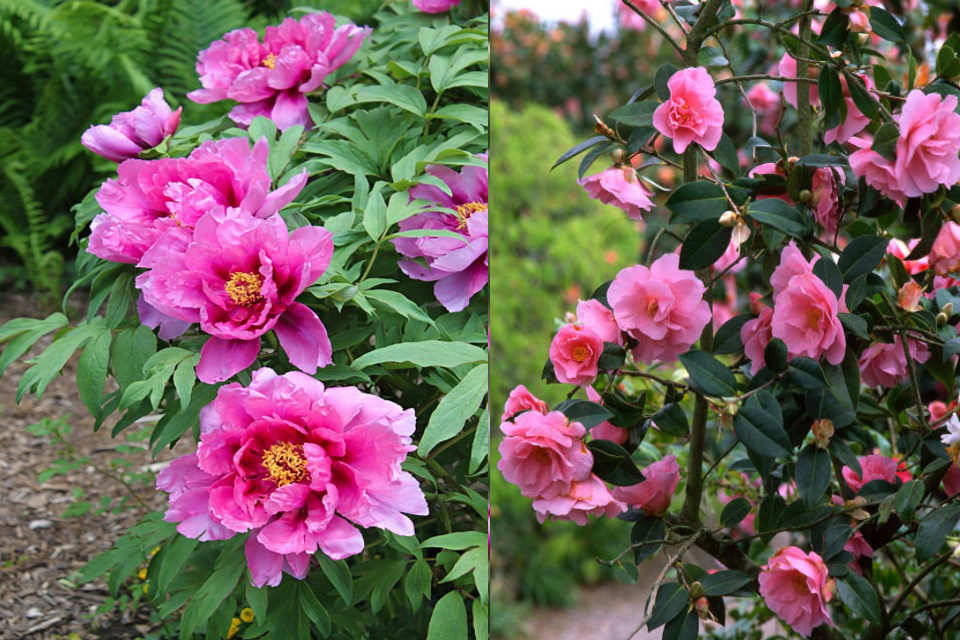 6 cây cảnh tuổi thọ rất cao, càng già càng có giá, hoa lộng lẫy, hút tài, đón lộc  - Ảnh 1.