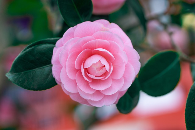 6 cây cảnh tuổi thọ rất cao, càng già càng có giá, hoa lộng lẫy, hút tài, đón lộc  - Ảnh 12.