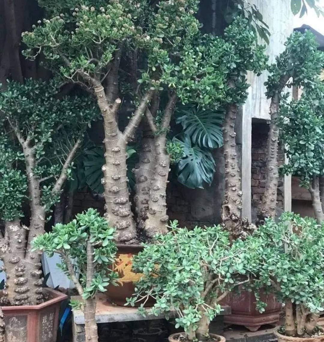 6 cây cảnh tuổi thọ rất cao, càng già càng có giá, hoa lộng lẫy, hút tài, đón lộc  - Ảnh 16.