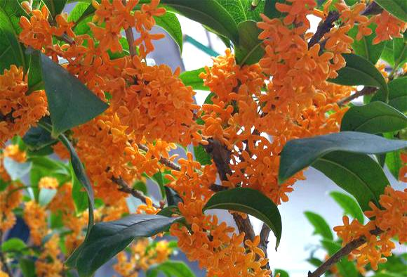 6 cây cảnh tuổi thọ rất cao, càng già càng có giá, hoa lộng lẫy, hút tài, đón lộc  - Ảnh 14.