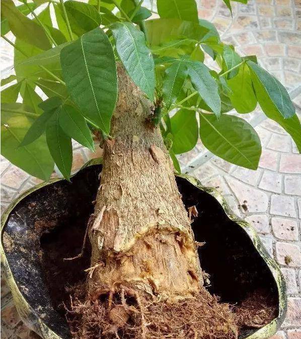 7 cây cảnh thích sướng không chịu được, cao lớn đến mấy cũng chỉ thích "nhà" chật - Ảnh 15.