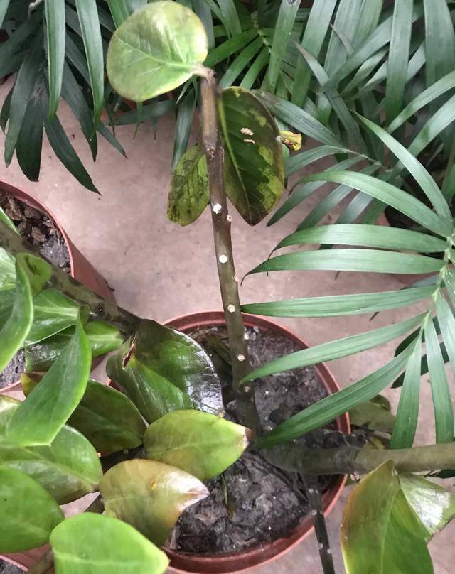 7 cây cảnh thích sướng không chịu được, cao lớn đến mấy cũng chỉ thích "nhà" chật - Ảnh 13.