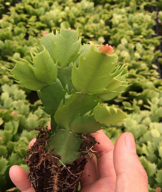 7 cây cảnh thích sướng không chịu được, cao lớn đến mấy cũng chỉ thích "nhà" chật - Ảnh 7.