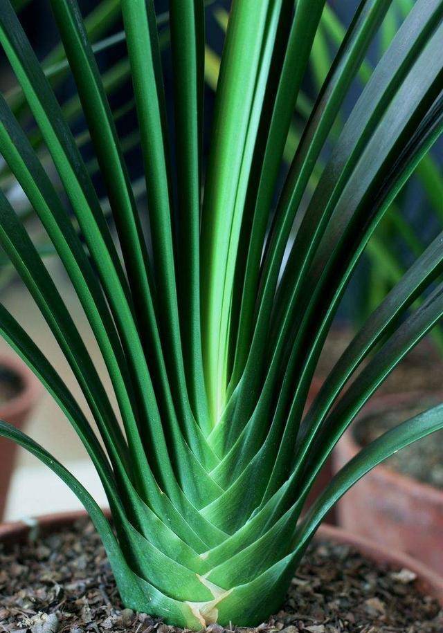 7 cây cảnh thích sướng không chịu được, cao lớn đến mấy cũng chỉ thích "nhà" chật - Ảnh 9.