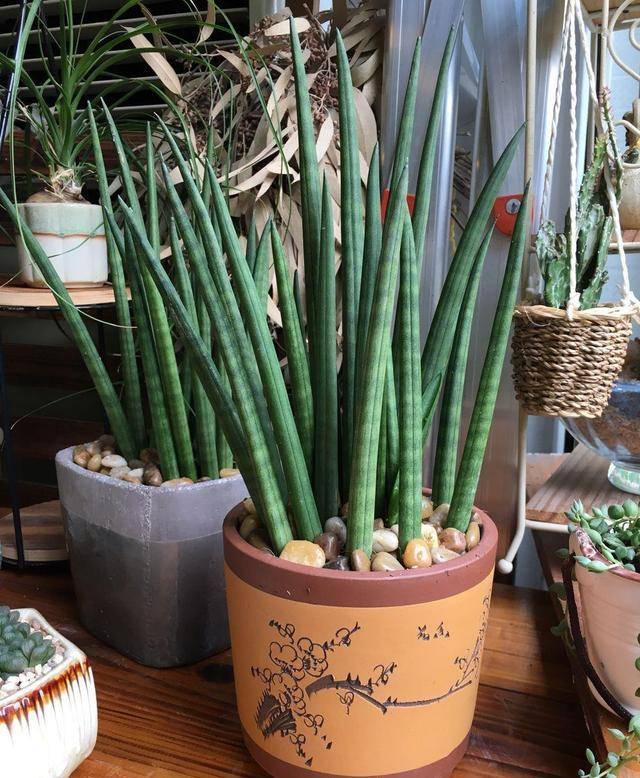 7 cây cảnh thích sướng không chịu được, cao lớn đến mấy cũng chỉ thích "nhà" chật - Ảnh 11.