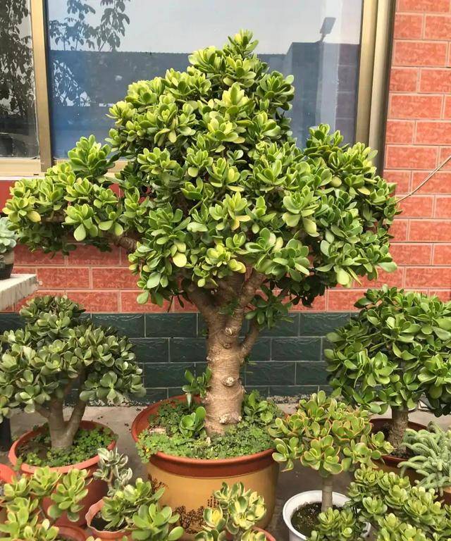 7 cây cảnh thích sướng không chịu được, cao lớn đến mấy cũng chỉ thích "nhà" chật - Ảnh 2.