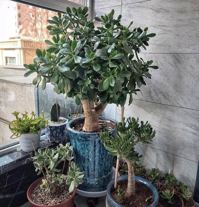 7 cây cảnh thích sướng không chịu được, cao lớn đến mấy cũng chỉ thích "nhà" chật - Ảnh 3.