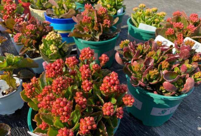 7 cây cảnh thích sướng không chịu được, cao lớn đến mấy cũng chỉ thích "nhà" chật - Ảnh 4.