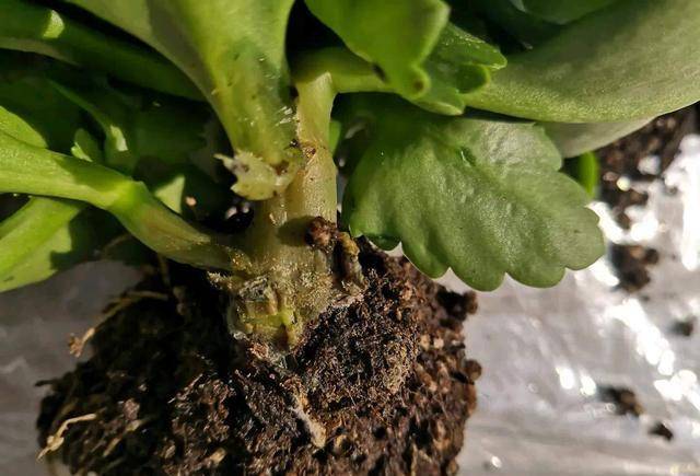 7 cây cảnh thích sướng không chịu được, cao lớn đến mấy cũng chỉ thích "nhà" chật - Ảnh 5.