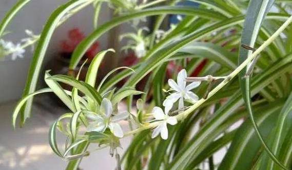 Cây cảnh "ăn" dầu, nhỏ 5 giọt tươi tốt cả năm, hoa nở trắng xóa - Ảnh 4.