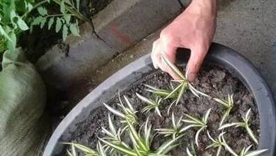 Cây cảnh "ăn" dầu, nhỏ 5 giọt tươi tốt cả năm, hoa nở trắng xóa - Ảnh 7.