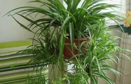 Cây cảnh "ăn" dầu, nhỏ 5 giọt tươi tốt cả năm, hoa nở trắng xóa - Ảnh 2.