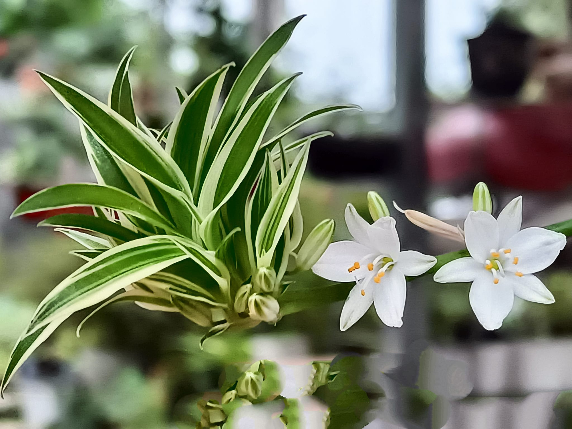 Cây cảnh "ăn" dầu, nhỏ 5 giọt tươi tốt cả năm, hoa nở trắng xóa - Ảnh 5.