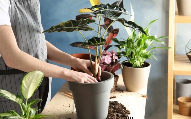 Bí mật khi tưới nước cho cây, làm được 3/6 không cần bón phân hoa vẫn tuôn thành thác - Ảnh 4. Bí mật khi tưới nước cho cây, làm được 3/6 không cần bón phân hoa vẫn tuôn thành thác - Ảnh 4.