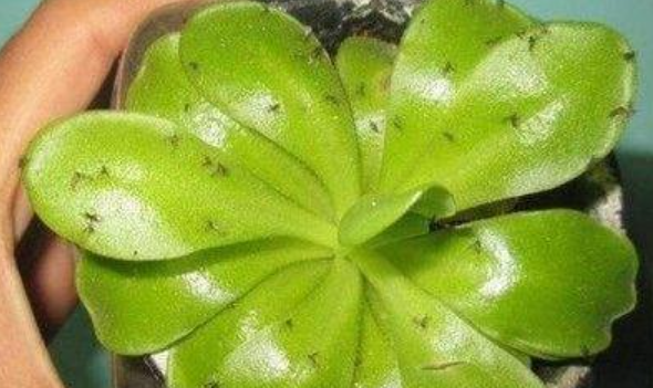 6 cây cảnh thích "ăn mặn", có cây nhìn mong manh, tuyệt đẹp lại vô cũng tàn nhẫn - Ảnh 8.