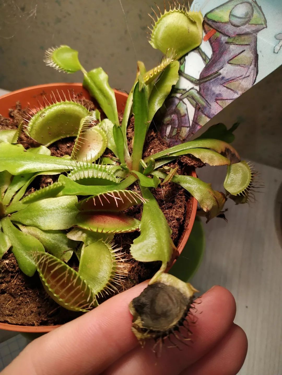 6 cây cảnh thích "ăn mặn", có cây nhìn mong manh, tuyệt đẹp lại vô cũng tàn nhẫn - Ảnh 16.