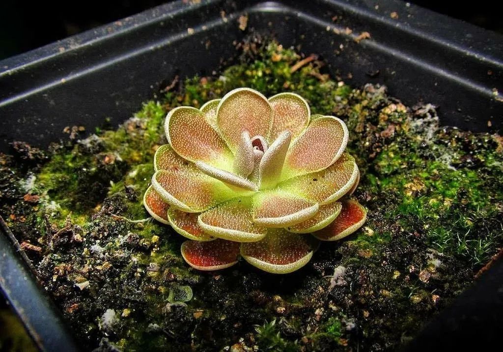 6 cây cảnh thích "ăn mặn", có cây nhìn mong manh, tuyệt đẹp lại vô cũng tàn nhẫn - Ảnh 10.