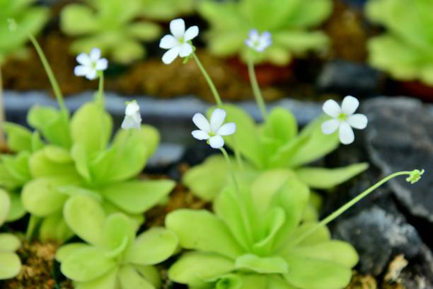 6 cây cảnh thích "ăn mặn", có cây nhìn mong manh, tuyệt đẹp lại vô cũng tàn nhẫn - Ảnh 9.