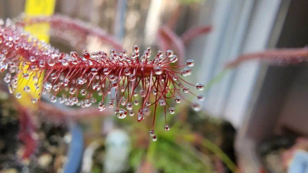 6 cây cảnh thích "ăn mặn", có cây nhìn mong manh, tuyệt đẹp lại vô cũng tàn nhẫn - Ảnh 19.