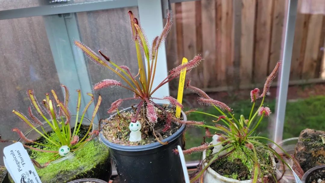 6 cây cảnh thích "ăn mặn", có cây nhìn mong manh, tuyệt đẹp lại vô cũng tàn nhẫn - Ảnh 17.