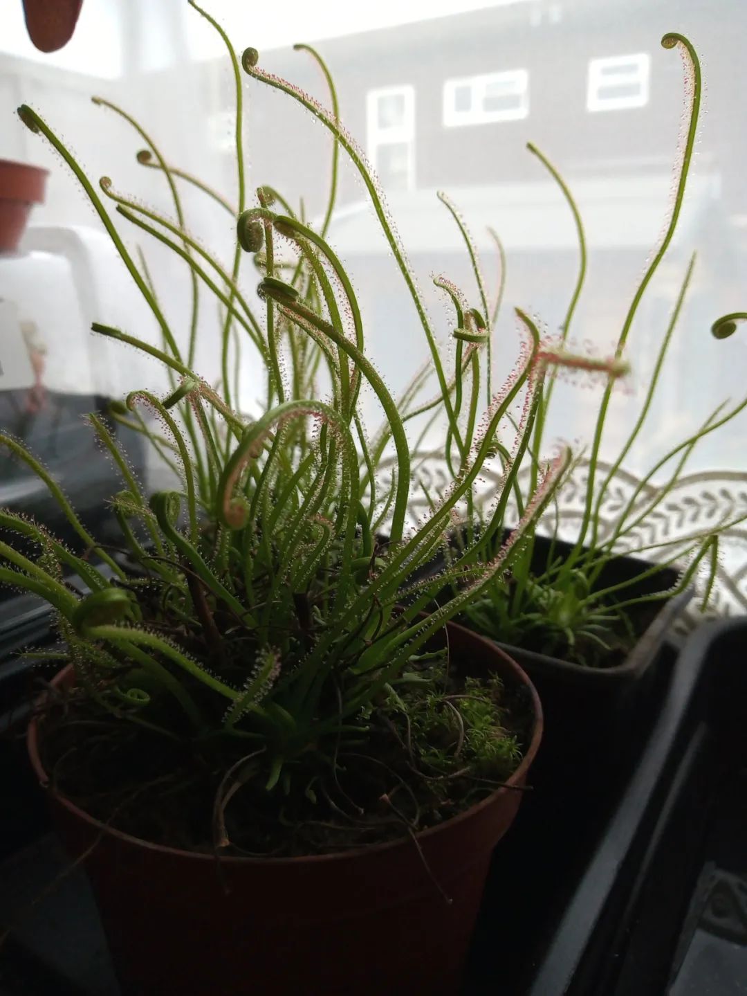 6 cây cảnh thích "ăn mặn", có cây nhìn mong manh, tuyệt đẹp lại vô cũng tàn nhẫn - Ảnh 20.