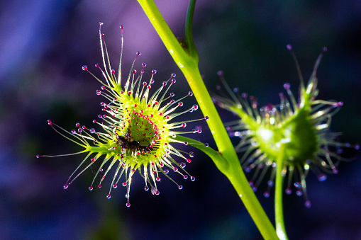 6 cây cảnh thích "ăn mặn", có cây nhìn mong manh, tuyệt đẹp lại vô cũng tàn nhẫn - Ảnh 18.