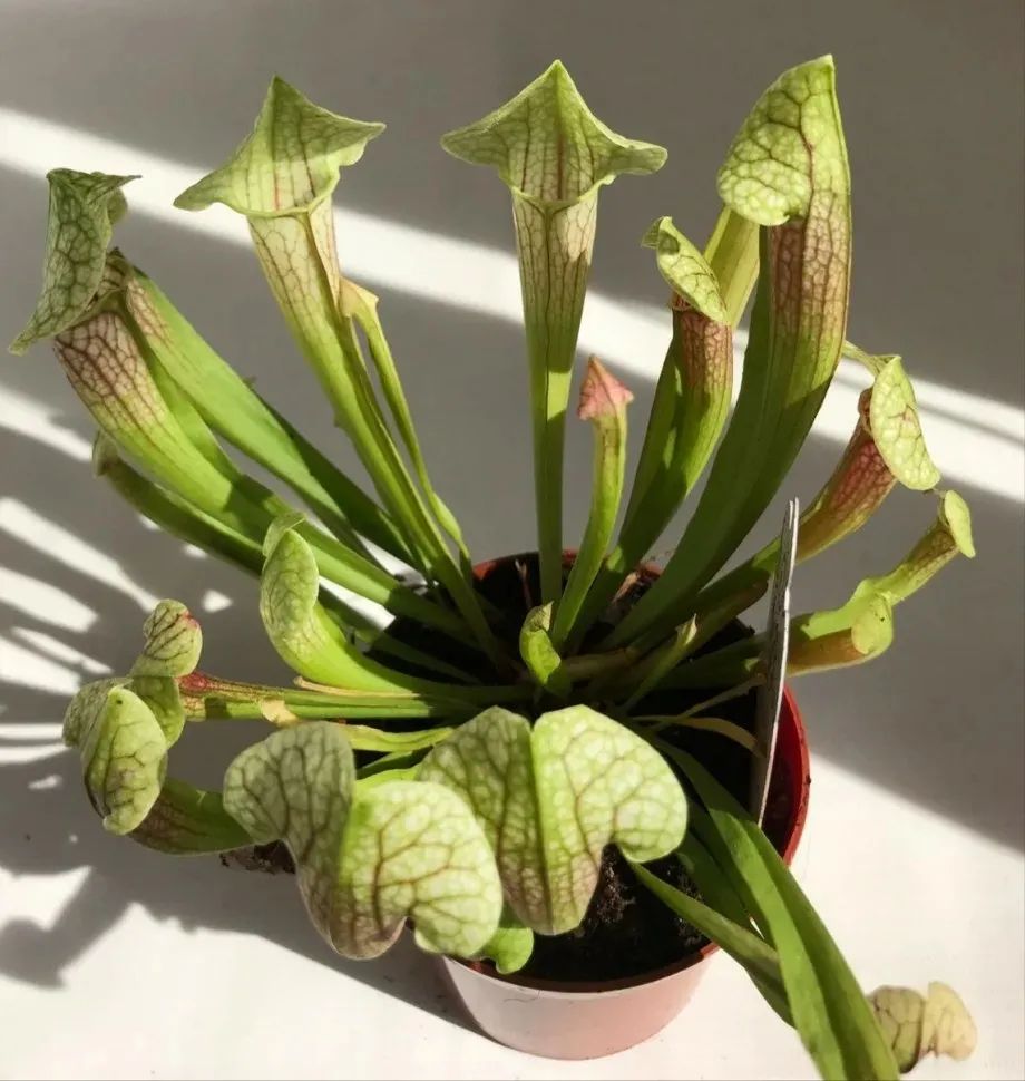 6 cây cảnh thích "ăn mặn", có cây nhìn mong manh, tuyệt đẹp lại vô cũng tàn nhẫn - Ảnh 12.