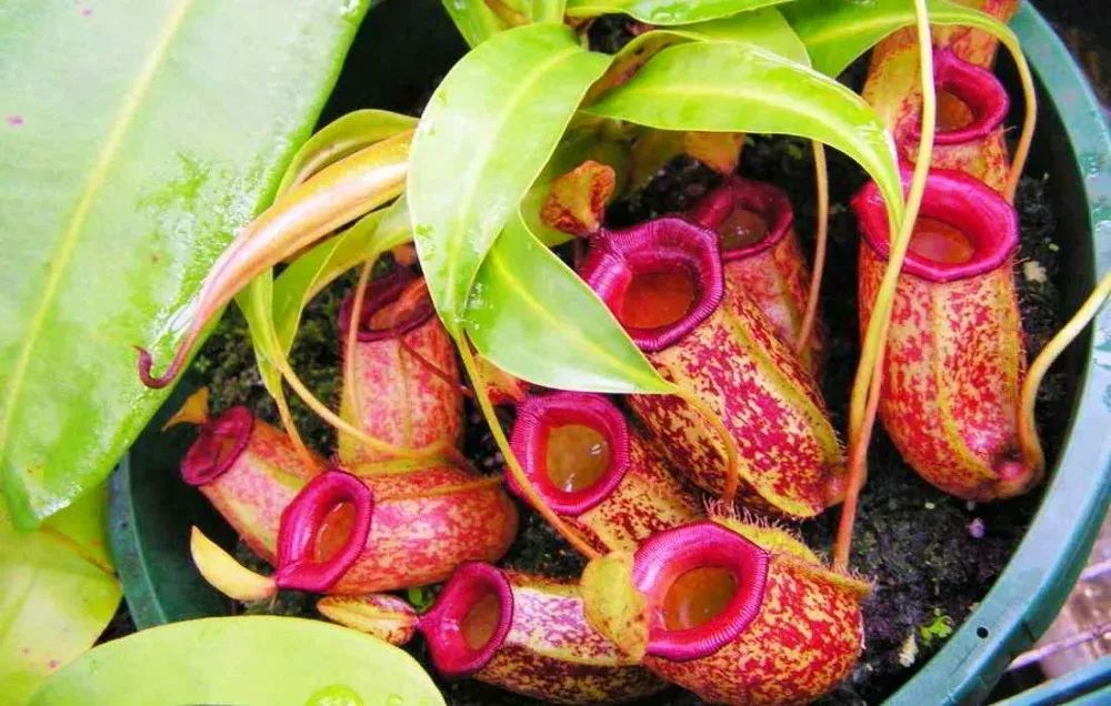 6 cây cảnh thích "ăn mặn", có cây nhìn mong manh, tuyệt đẹp lại vô cũng tàn nhẫn - Ảnh 2.